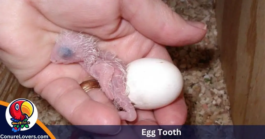 egg tooth