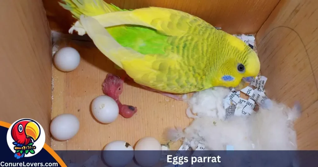 Eggs parrat