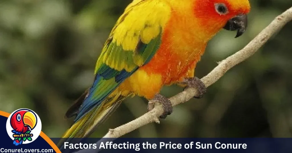 Factors Affecting the Price of Sun Conure