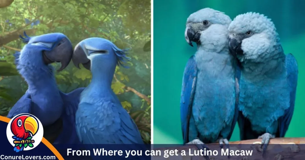 From Where you can get a Lutino Macaw