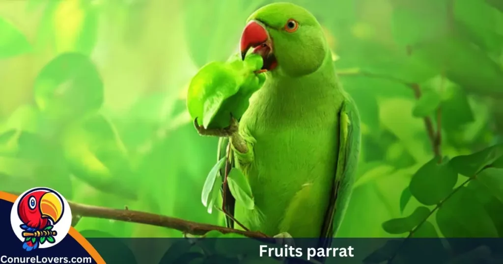 Fruits parrat