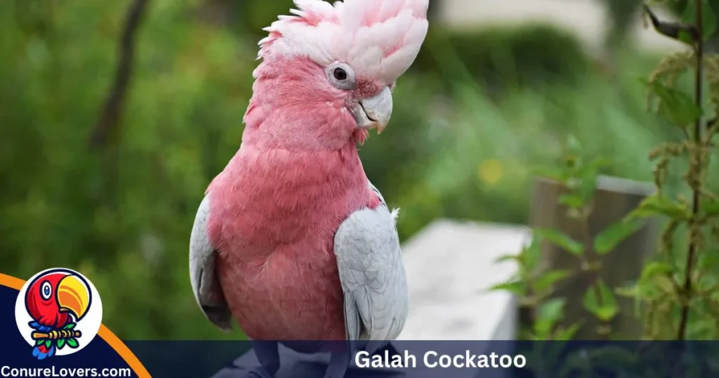  Galah Cockatoo