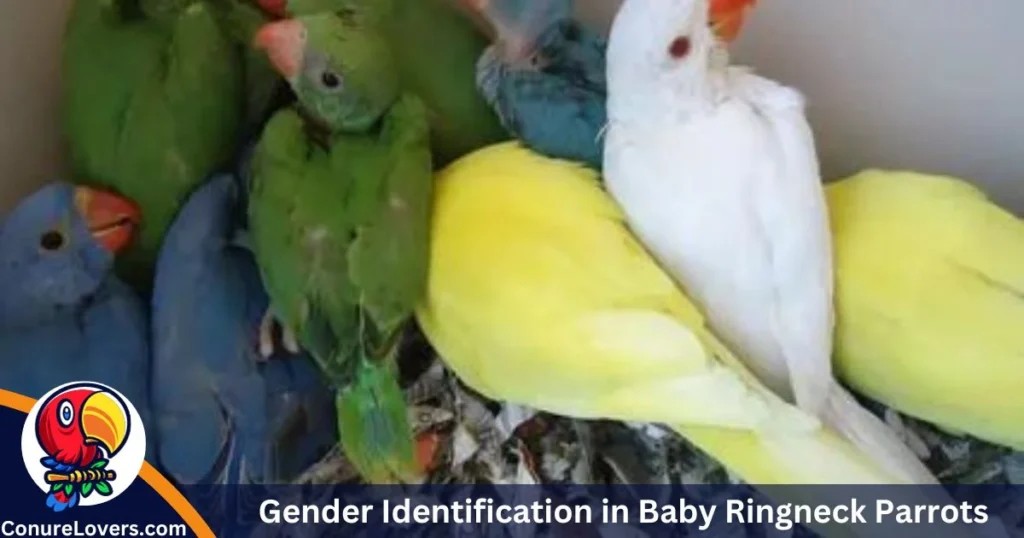 Gender Identification in Baby Ringneck Parrots