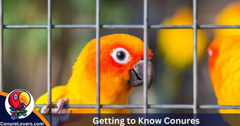 Getting to Know Conures