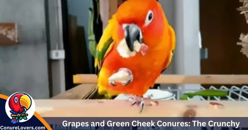 Grapes and Green Cheek Conures: The Crunchy Truth