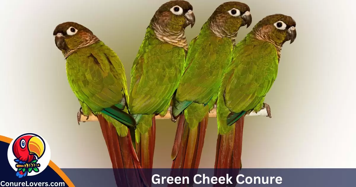 Green Cheek Conure