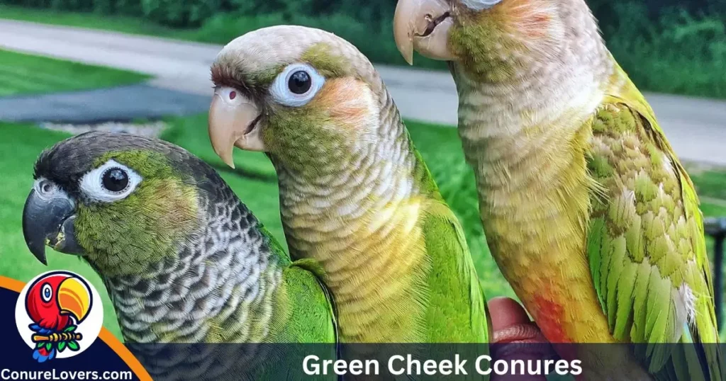 Green Cheek Conures