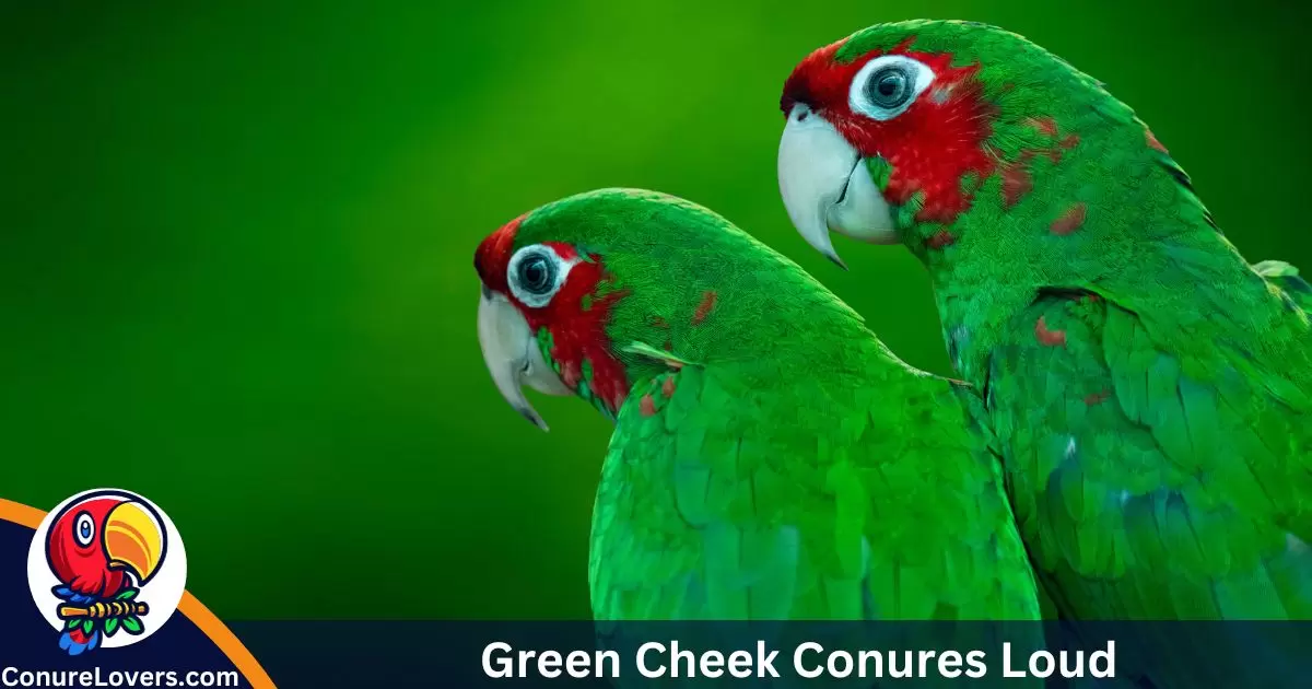 Are Green Cheek Conures Loud