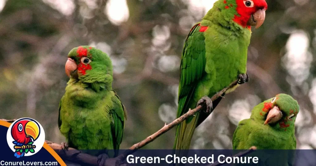 Green-Cheeked Conure