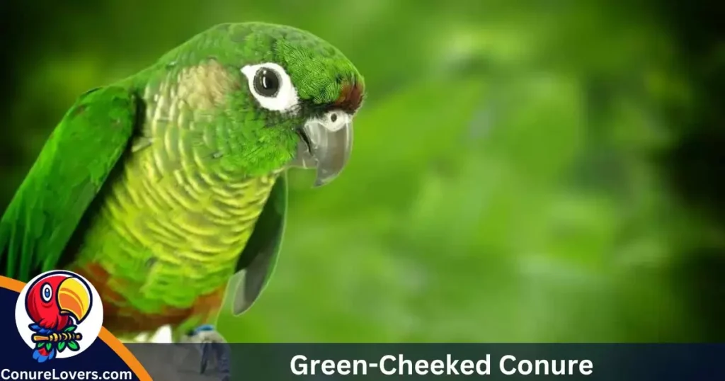 Green-Cheeked Conure