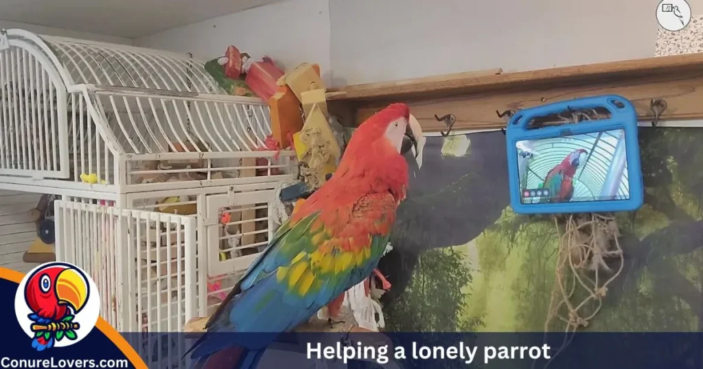 Helping a lonely parrot