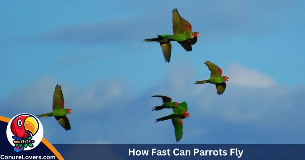 How Fast Can Parrots Fly