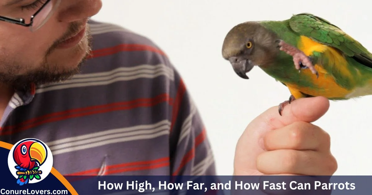 How High, How Far, and How Fast Can Parrots