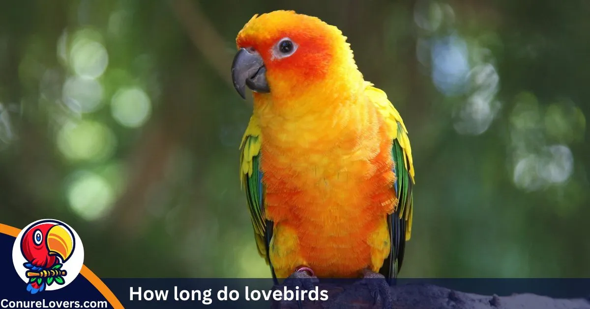 How long do lovebirds