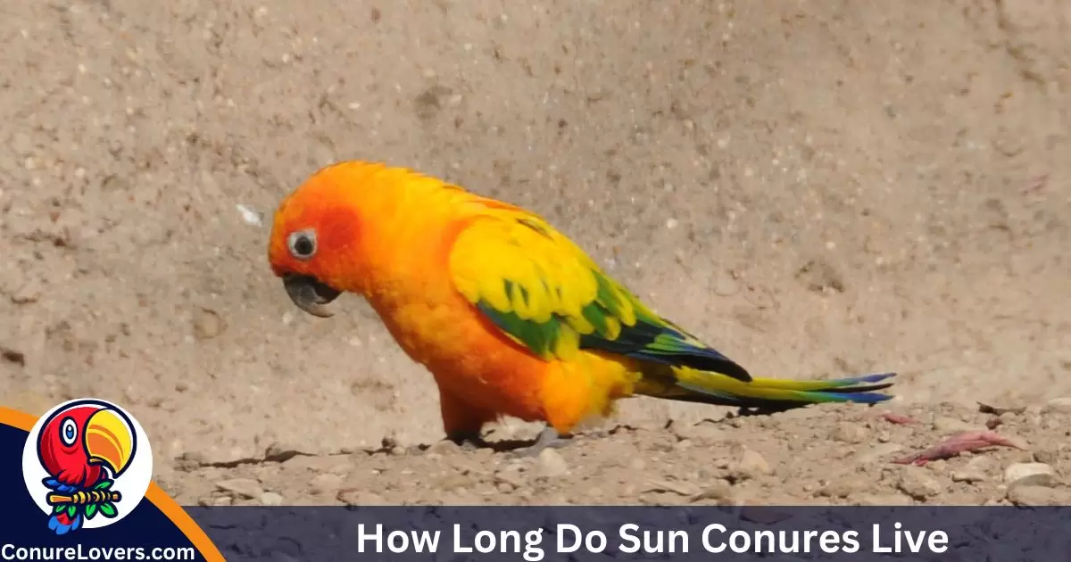 How Long Do Sun Conures Live