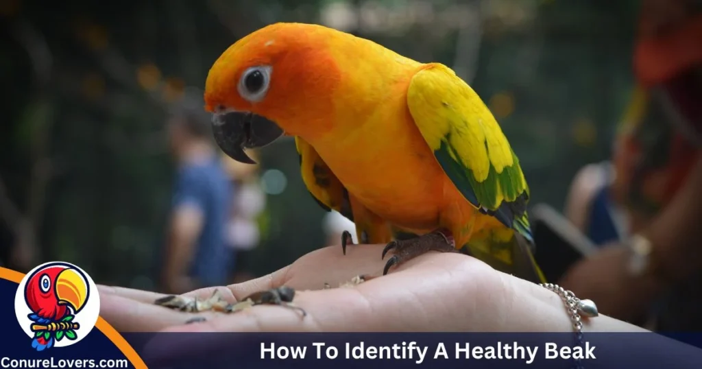 How To Identify A Healthy Beak