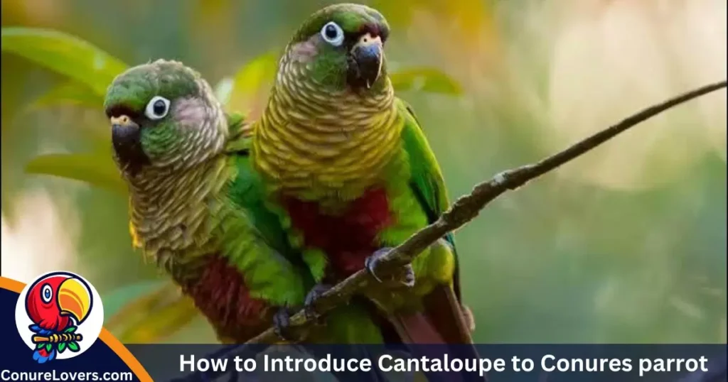 How to Introduce Cantaloupe to Conures