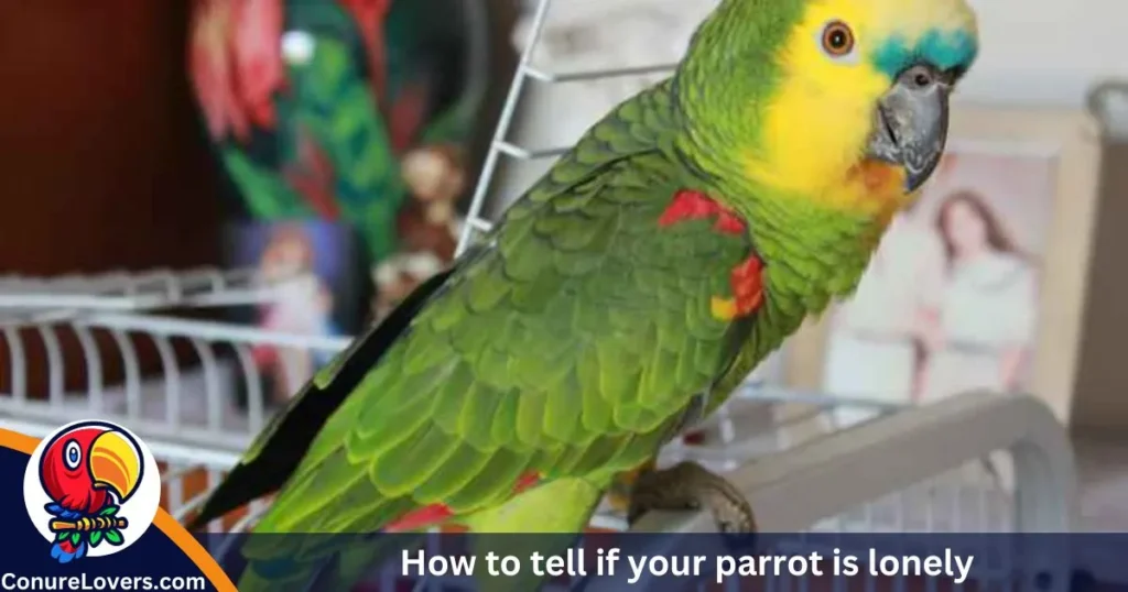 How to tell if your parrot is lonely