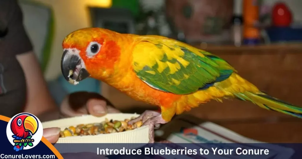 How to Introduce Blueberries to Your Conure 