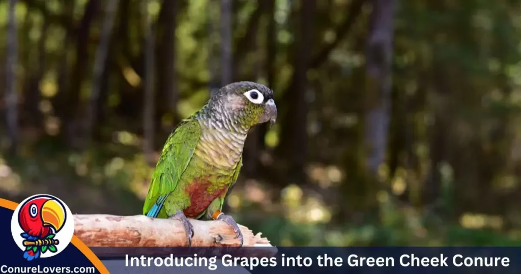 Introducing Grapes into the Green Cheek Conure Diet