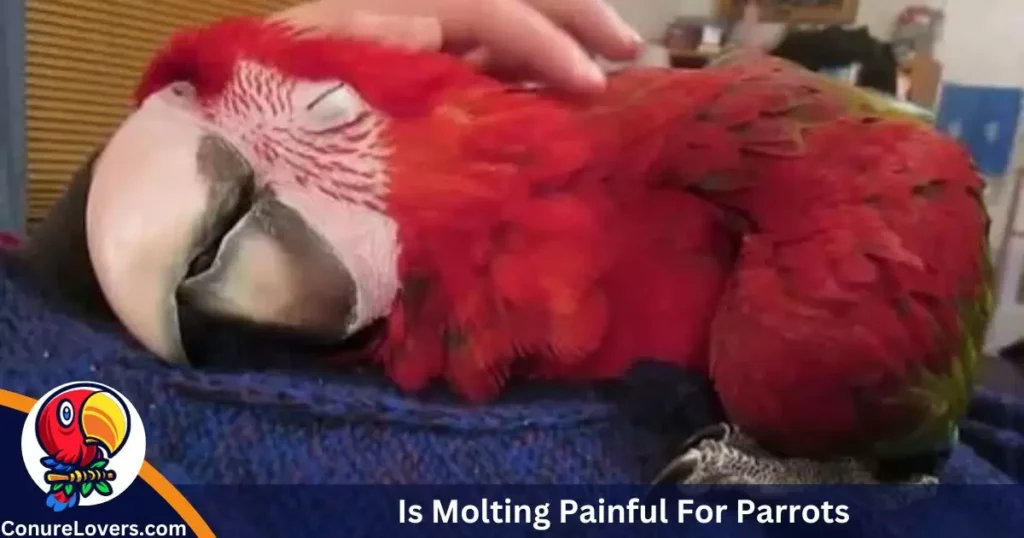 Is Molting Painful For Parrots