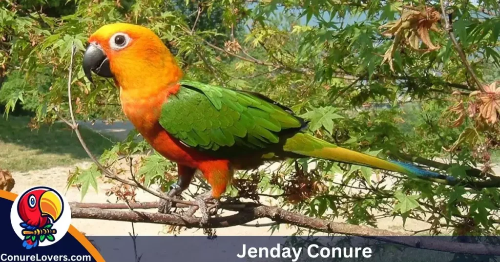 Jenday Conure