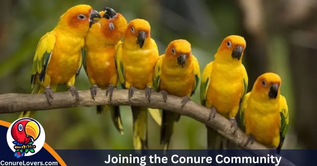 Joining the Conure Community