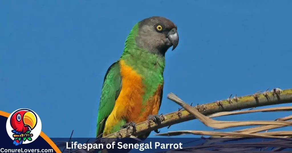  Lifespan of Senegal Parrot