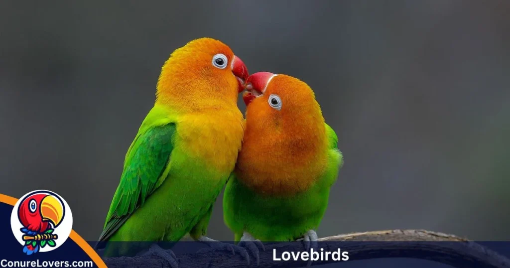 Lovebirds