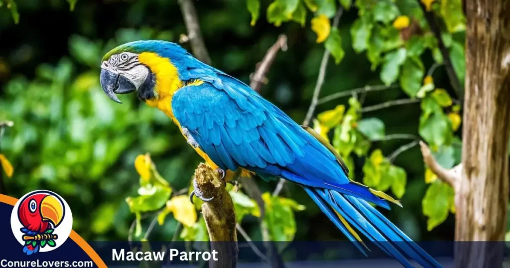 Macaw Parrot 