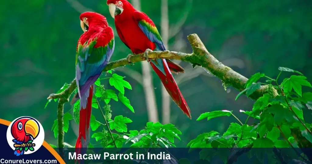 Macaw Parrot in India