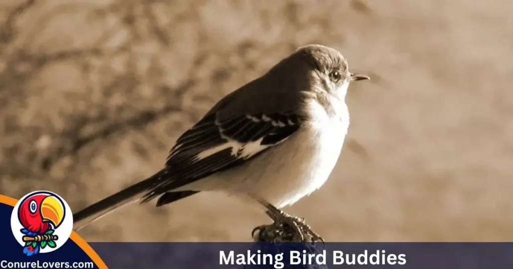 Making Bird Buddies