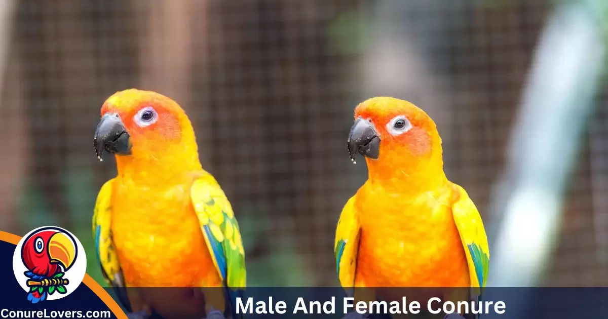 Male And Female Conure