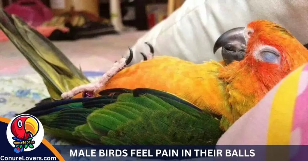 MALE BIRDS FEEL PAIN IN THEIR BALLS