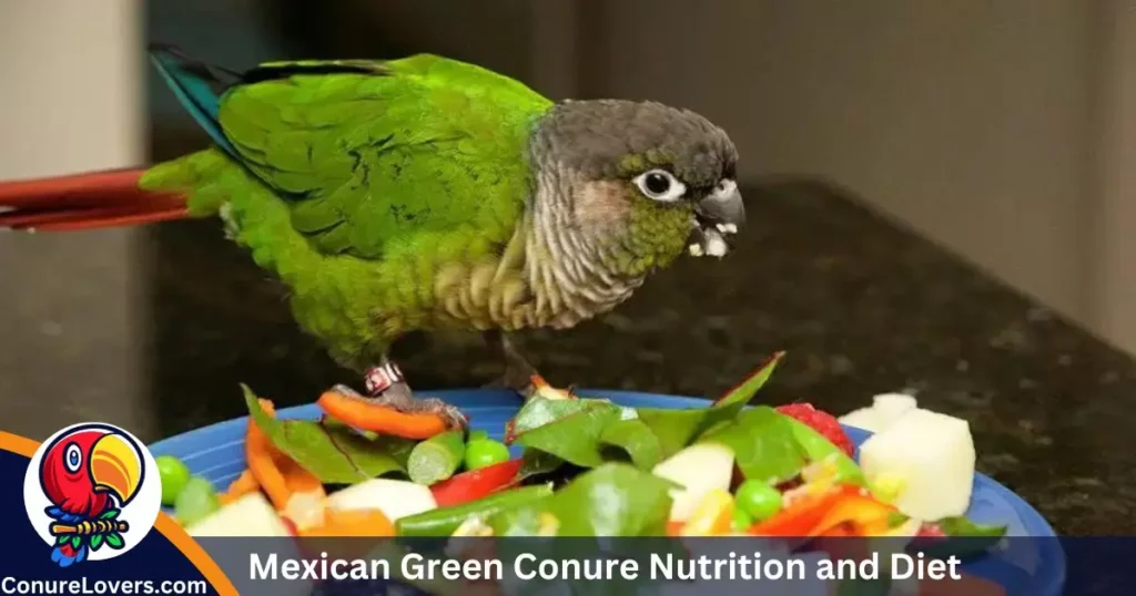 Mexican Green Conure Nutrition and Diet