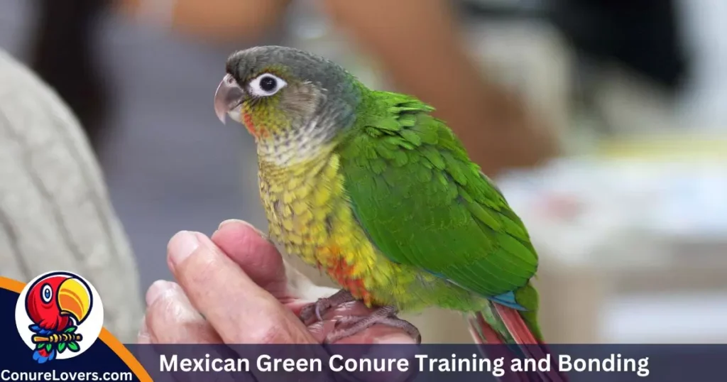 Mexican Green Conure Training and Bonding