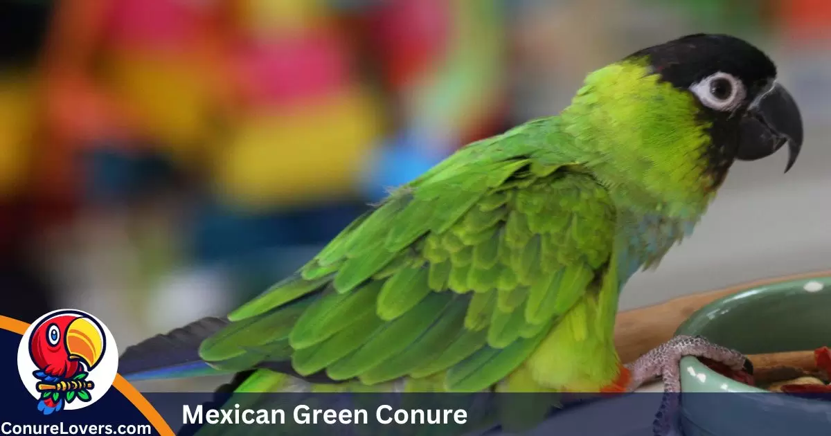 Mexican Green Conure