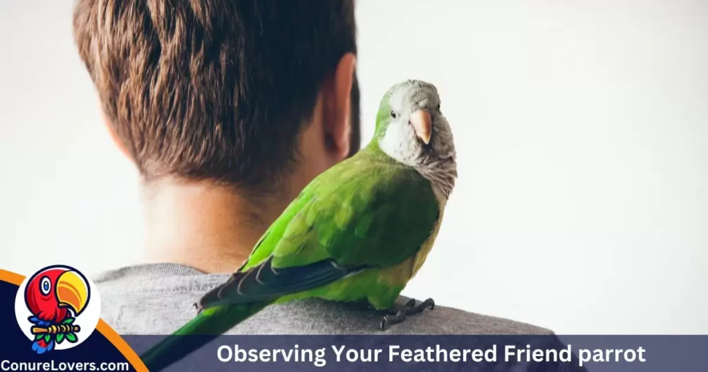 Observing Your Feathered Friend 