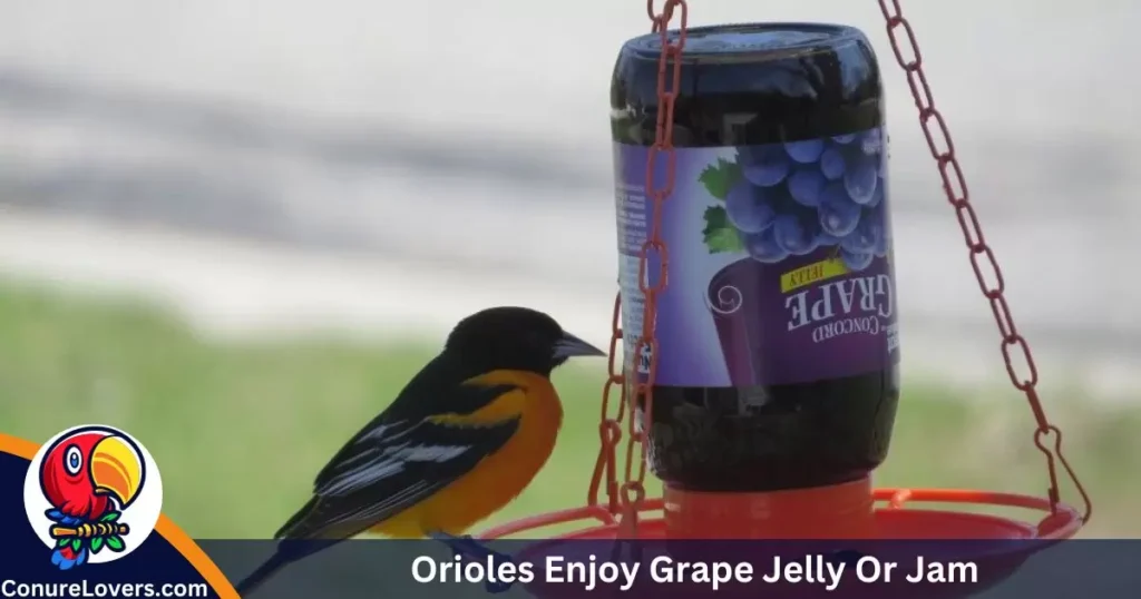 Do Orioles Enjoy Grape Jelly Or Jam