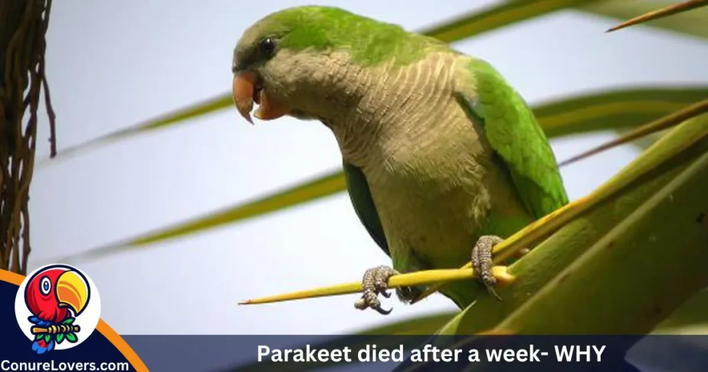 Parakeet died after a week- WHY