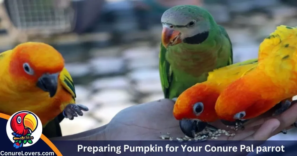 Preparing Pumpkin for Your Conure Pal