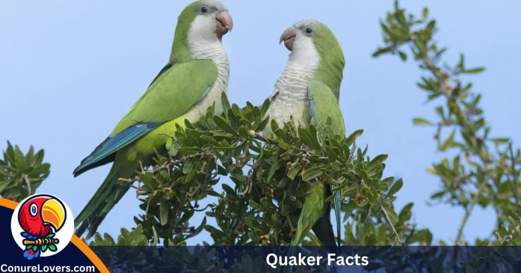 Quaker Facts