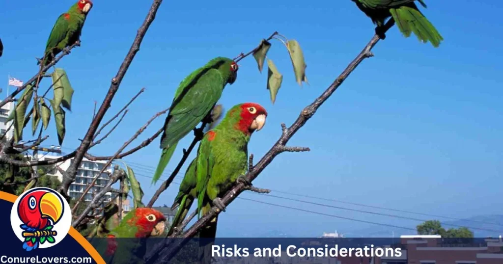 Risks and Considerations