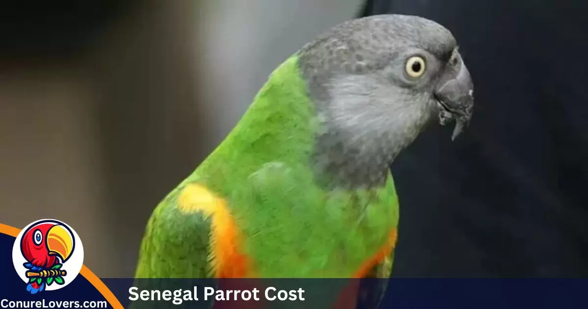 Senegal Parrot Cost