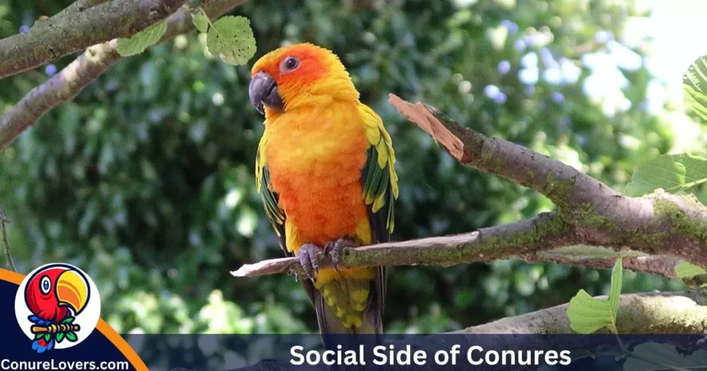 Social Side of Conures