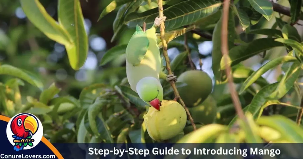 Step-by-Step Guide to Introducing Mango