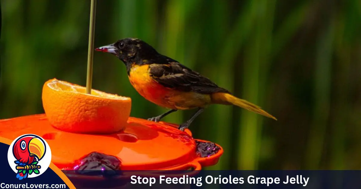 Stop Feeding Orioles Grape Jelly