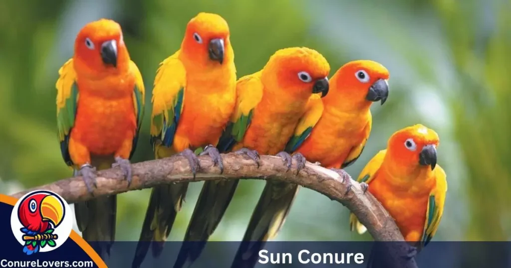 Sun Conure