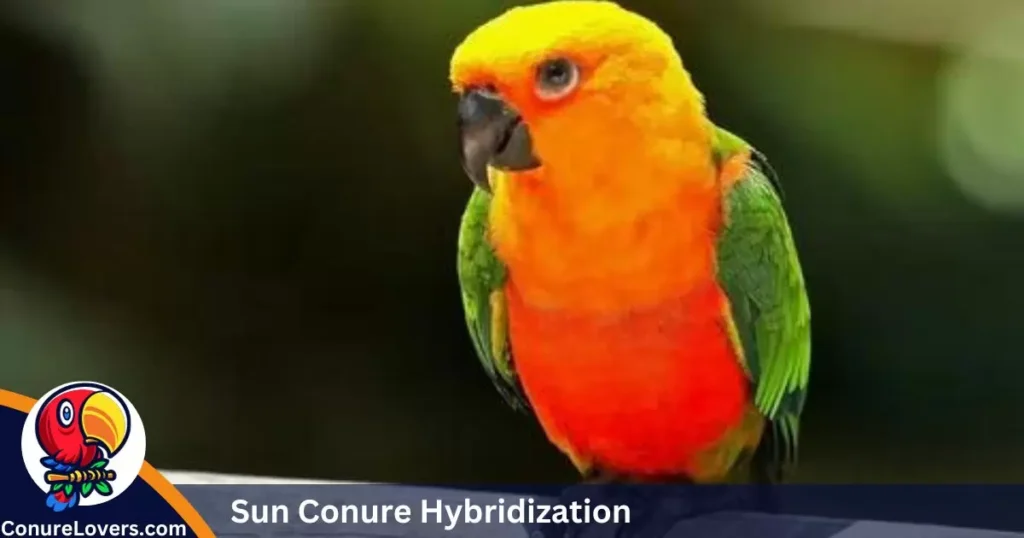  Sun Conure Hybridization