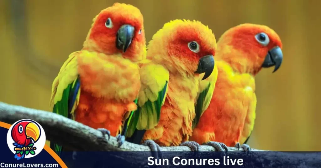 Sun Conures live